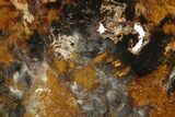 Colorful Hubbard Basin Petrified Wood Slab - Nevada #289035-1